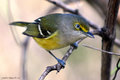 White Eyed Vireo