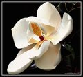 MAGNOLIA MOOD
