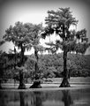 Bayou Blues