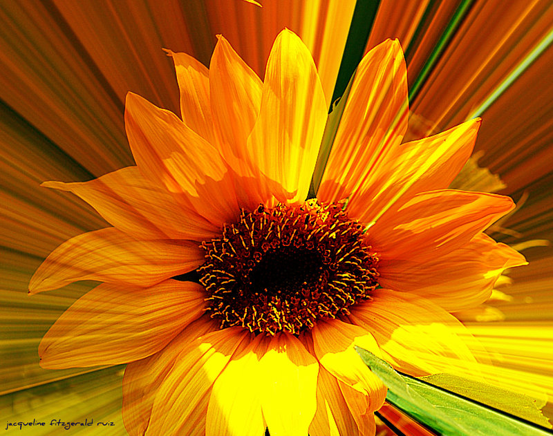 The World According To The Sunflower