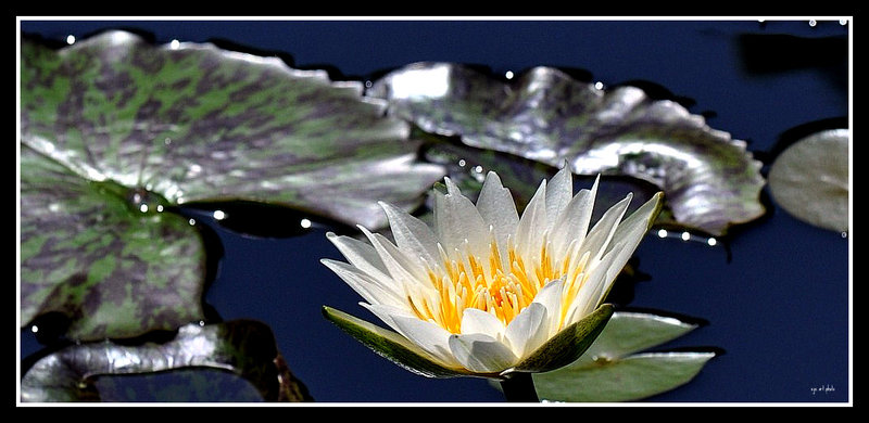WATER LILY SONATA