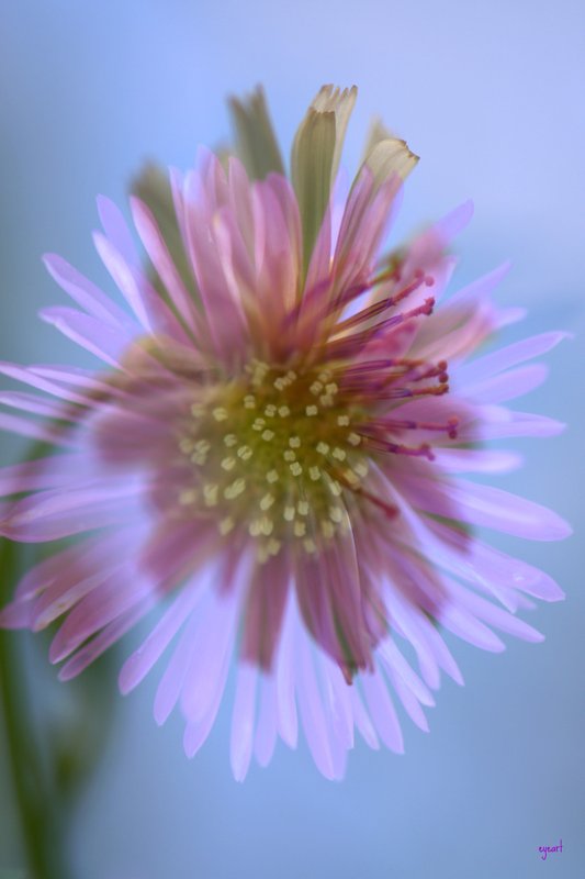 Aura In Bloom