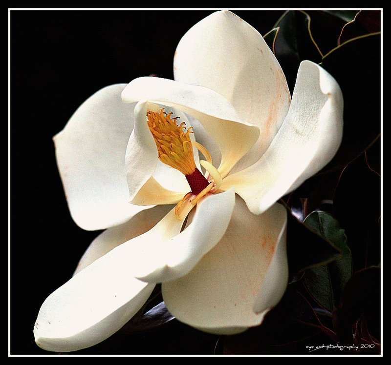 MAGNOLIA MOOD