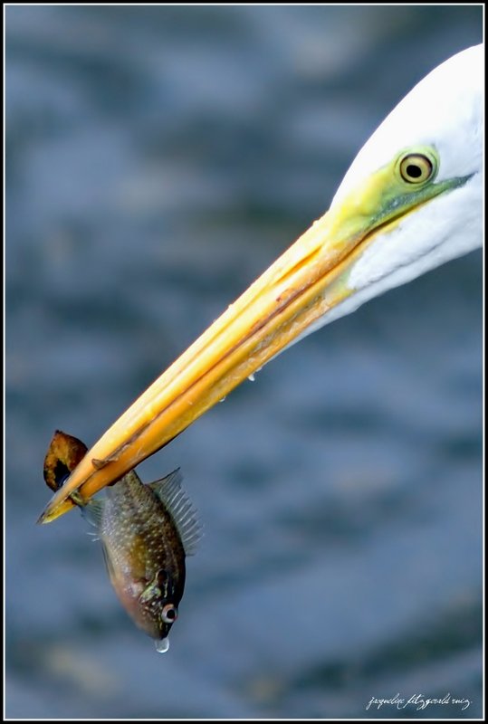 Praying Prey