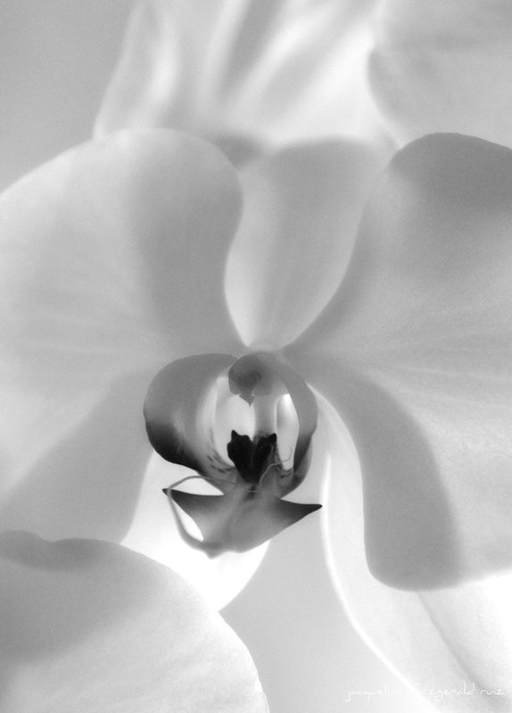 ORCHID MIRAGE