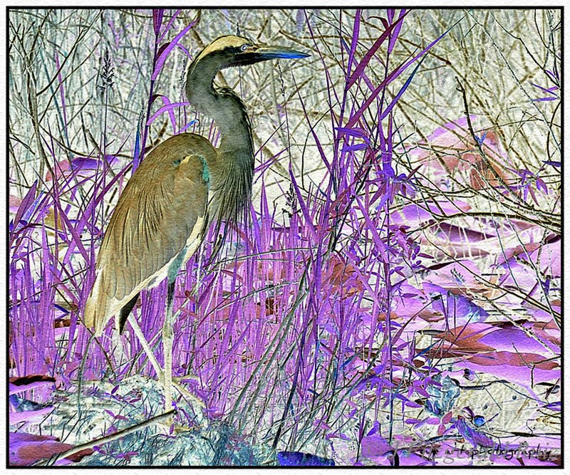 Heron  