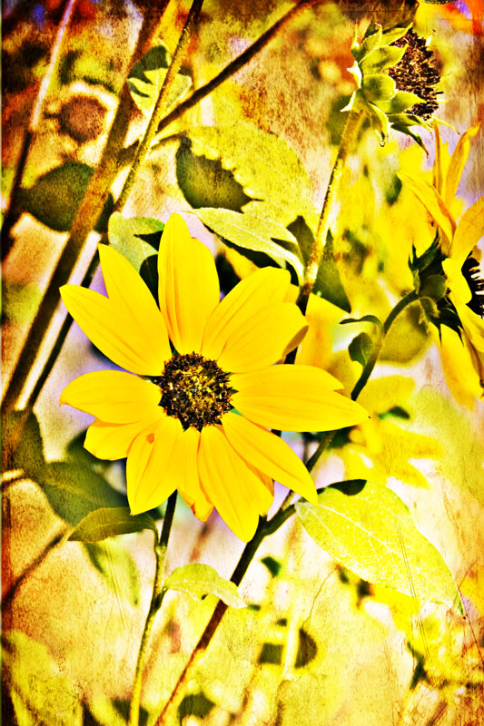 wild sunflowers