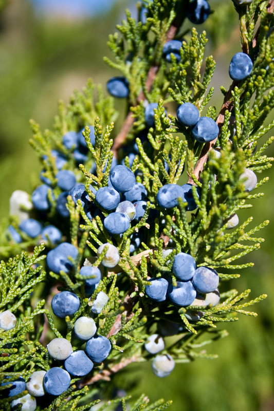 Juniper Berries