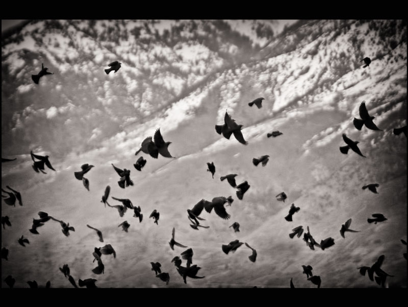 Blackbirds