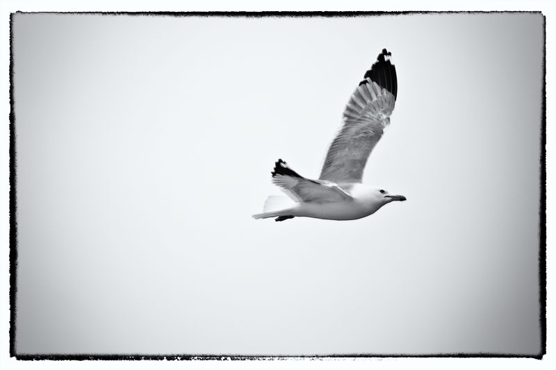 Seagull