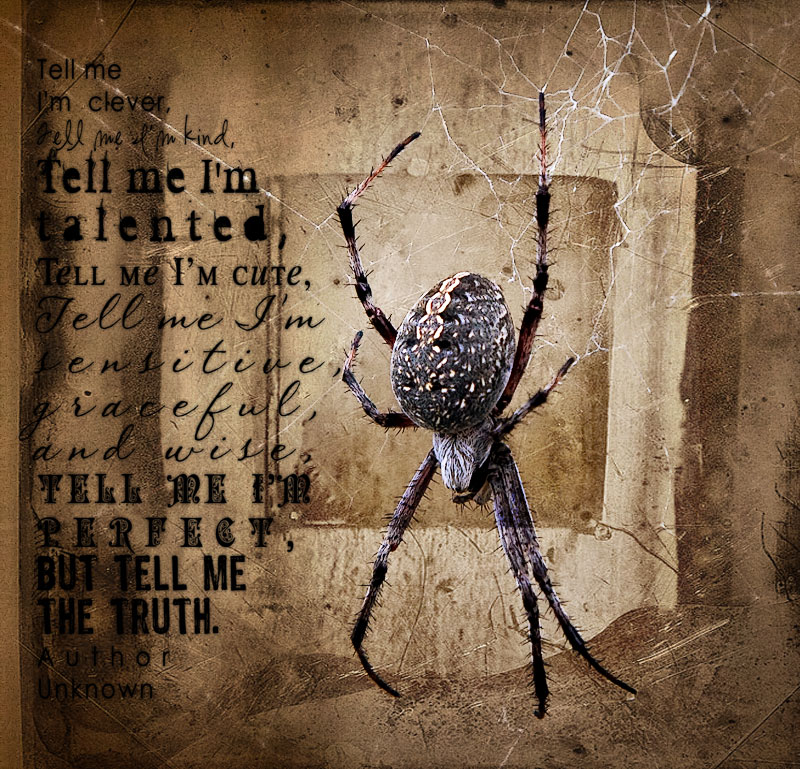 Beautiful-Spider