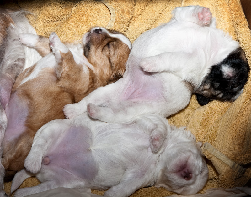 puppy tummies