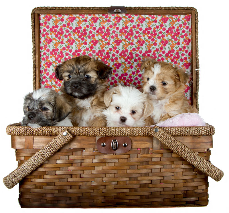 Our-puppies