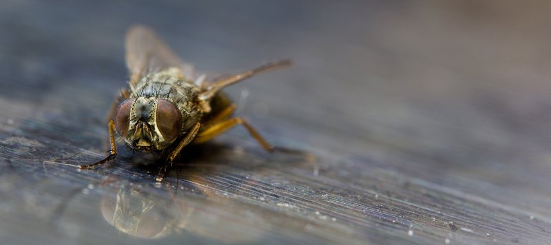 Fly on inox 2
