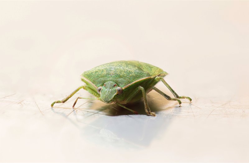 Punaise (focus stacking)
