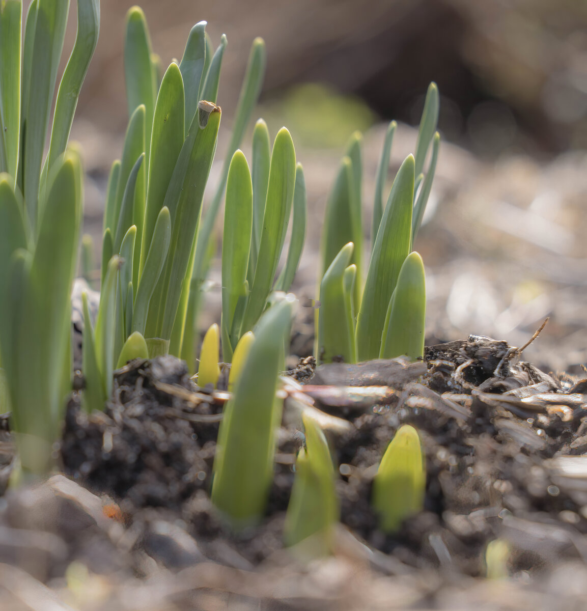 Moments Before Spring Arrives
