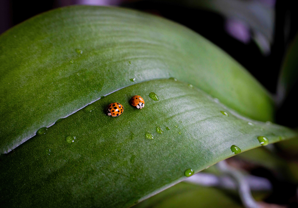 Leafside Encounter