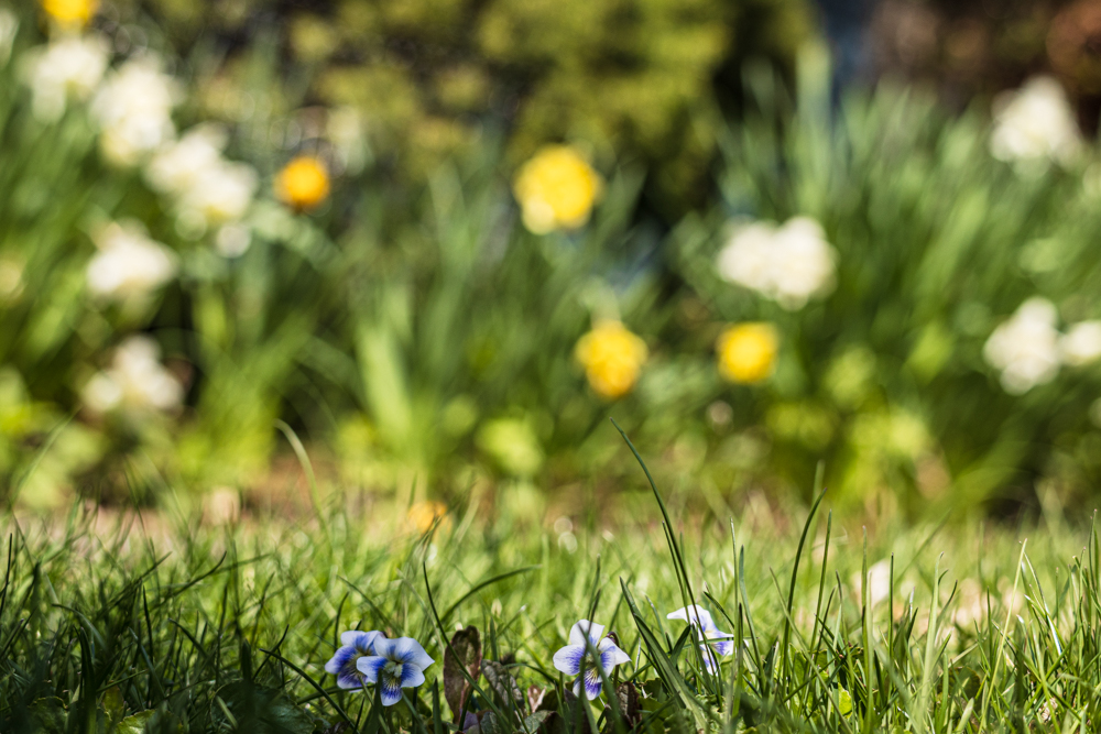 The Subtle Entry of Spring