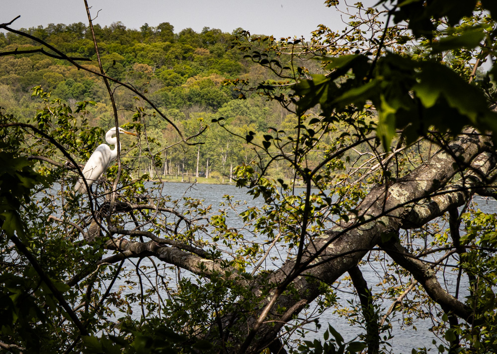 Egret In The Bushes (1 of 1)
