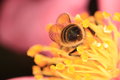 Bumblebum