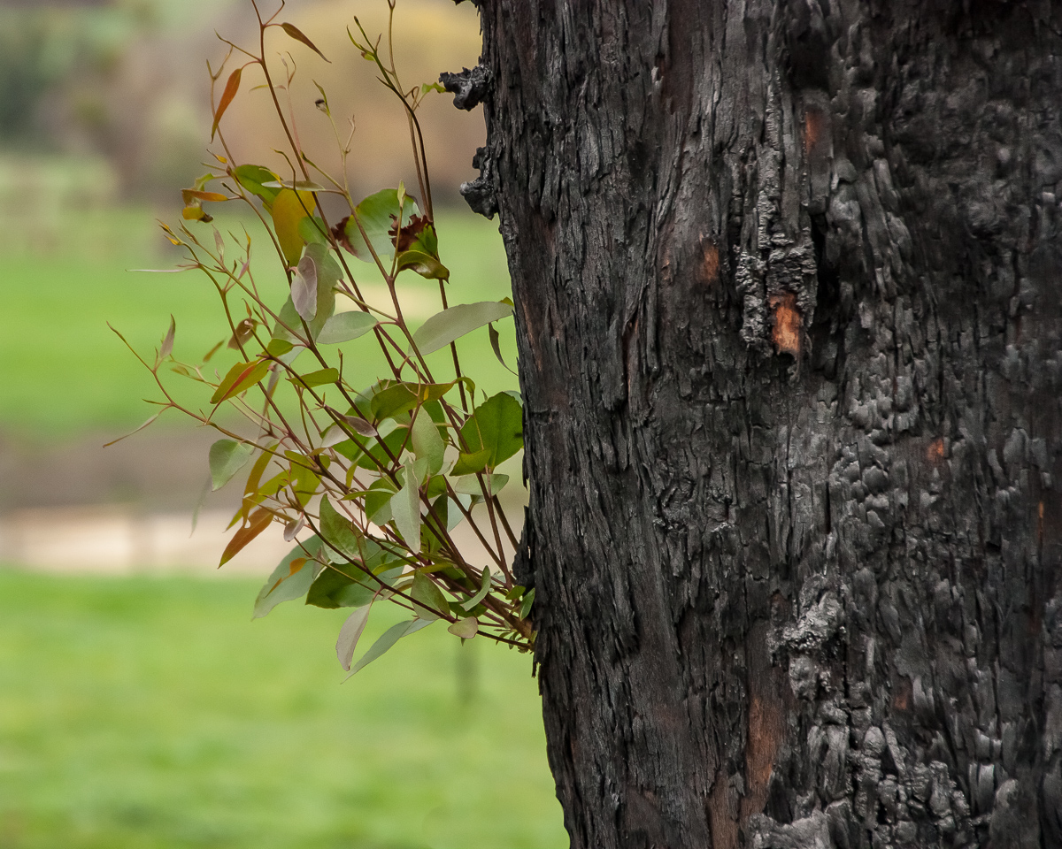 Fire 2009 Regrowth