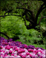 Tree & Tulips