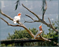 Major Mitchell Cockatoos