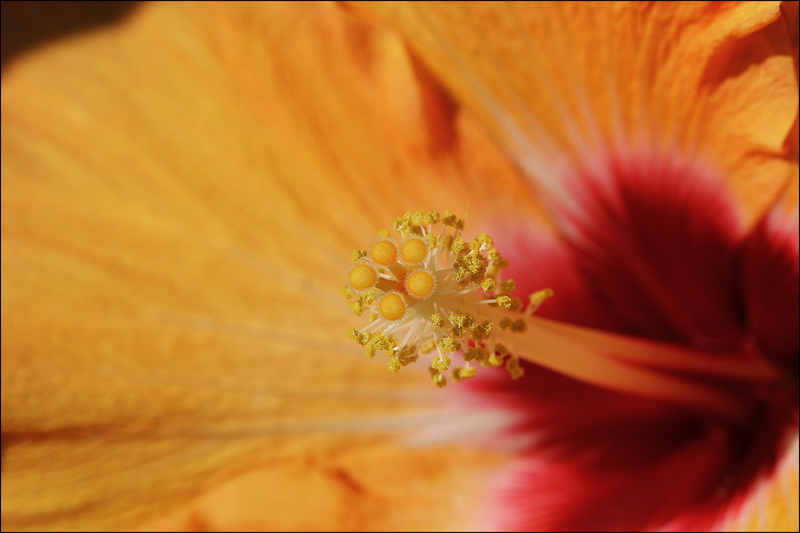 Hibiscus