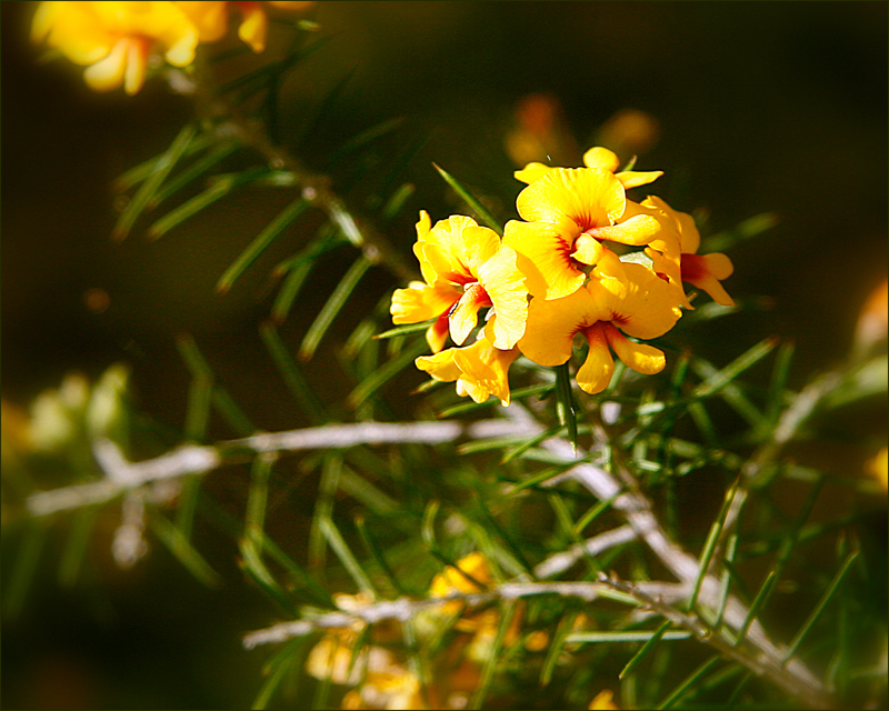 Egg and Bacon Plant (eutaxia myrtifolia)