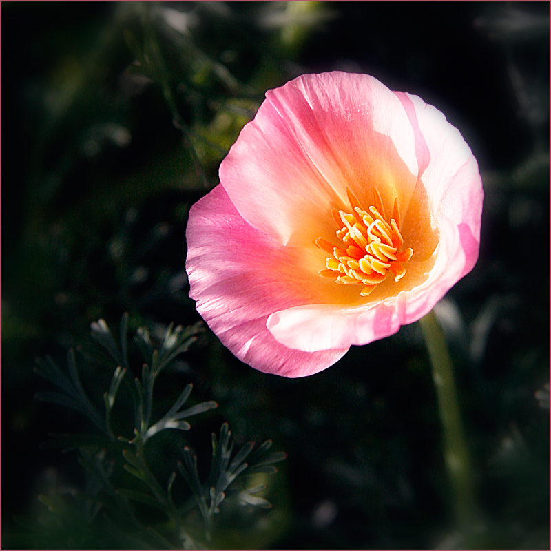 The Warmth of the Sun