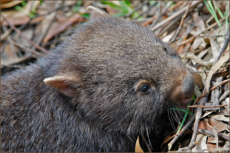 Wombat