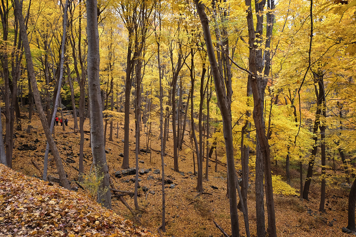 a walk in the woods