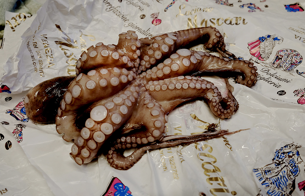 octopus - polpa