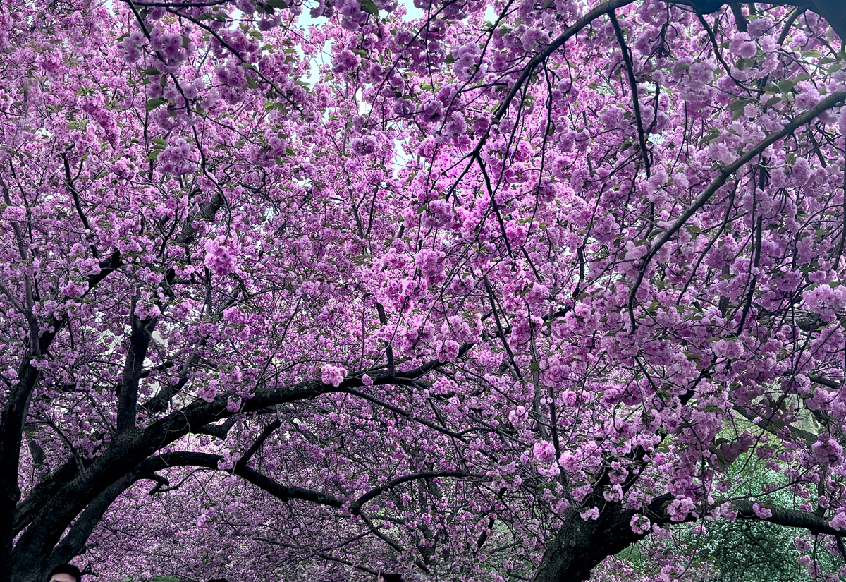 Mid April.IMG_7566