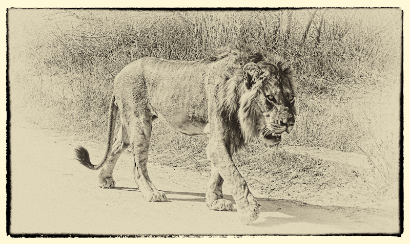 Panthera leo