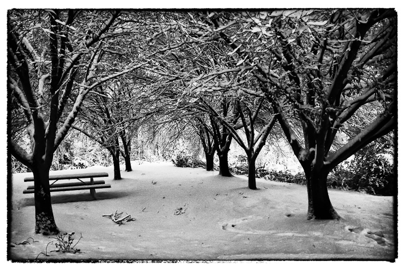 Under the Enchanted Canopy