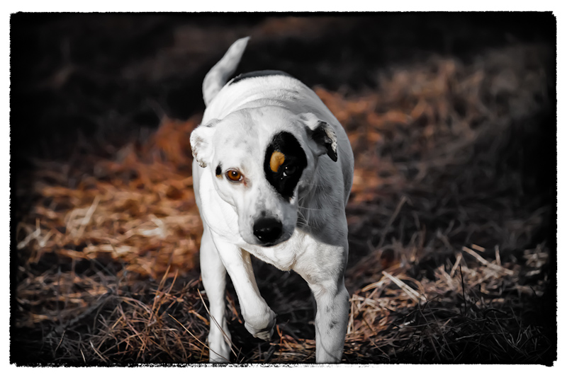 Juno-