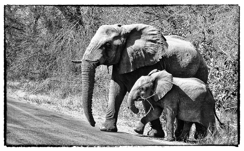 African Elephant-