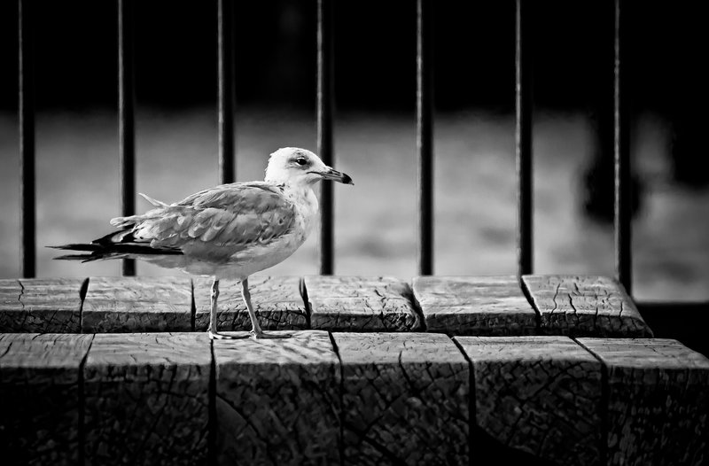 Seagull-