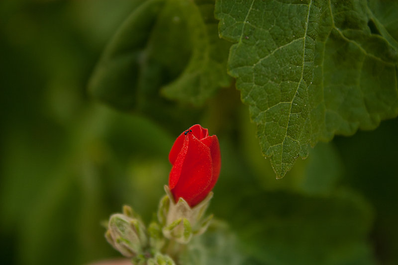 07-11-ant-on-flower