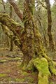 overland track 2