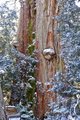 overland track 6