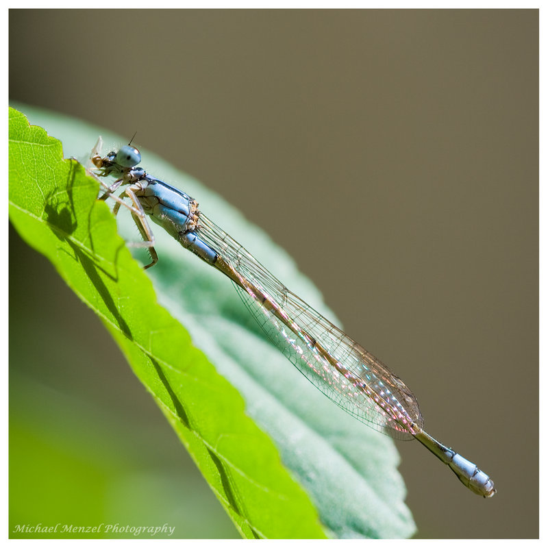 dragonfly