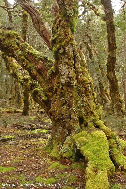 overland track 2