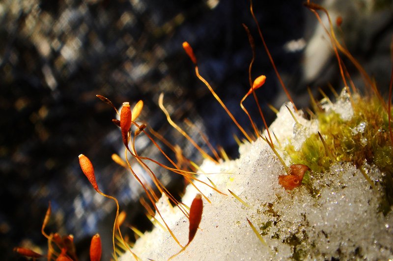overland track 7