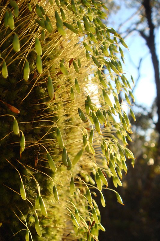 overland track 8