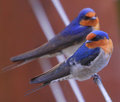 Two Swallows