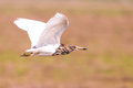Flying Bird