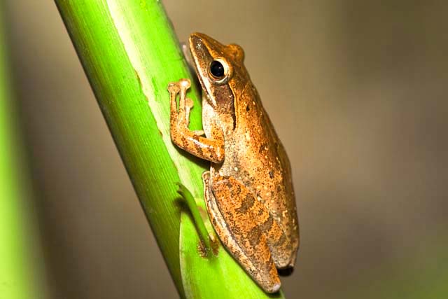 tree frog