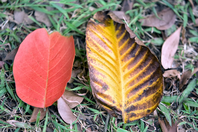 Autumn leaf